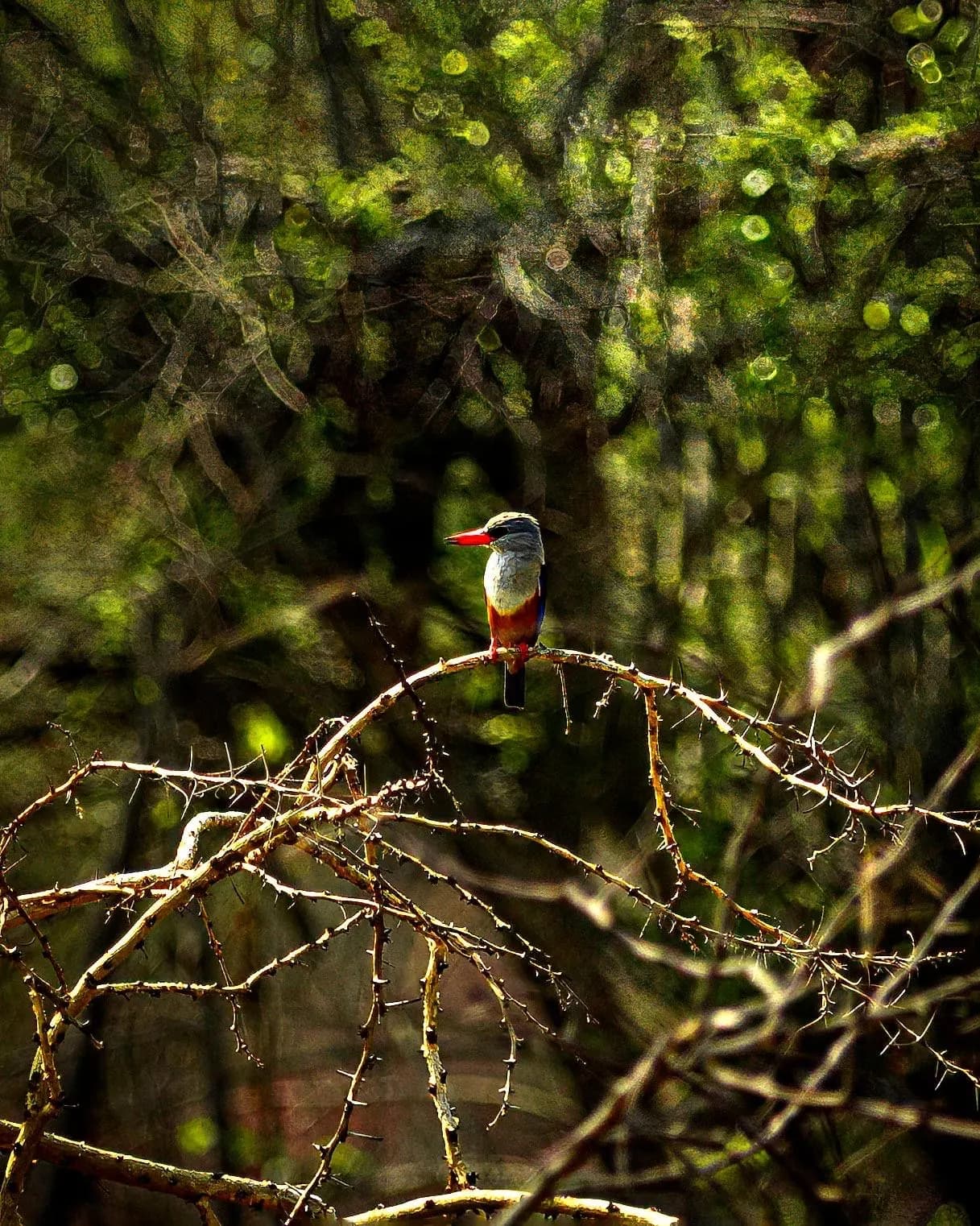 A colourful bird perched on a branch among forest foliage