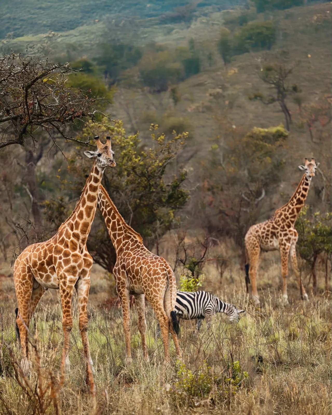 Giraffes and a zebra among savannah grasses and trees