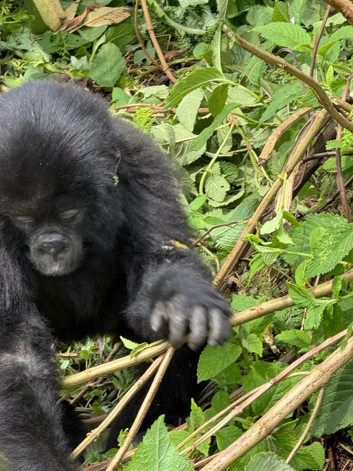 A gorilla holding a branch among green leaves