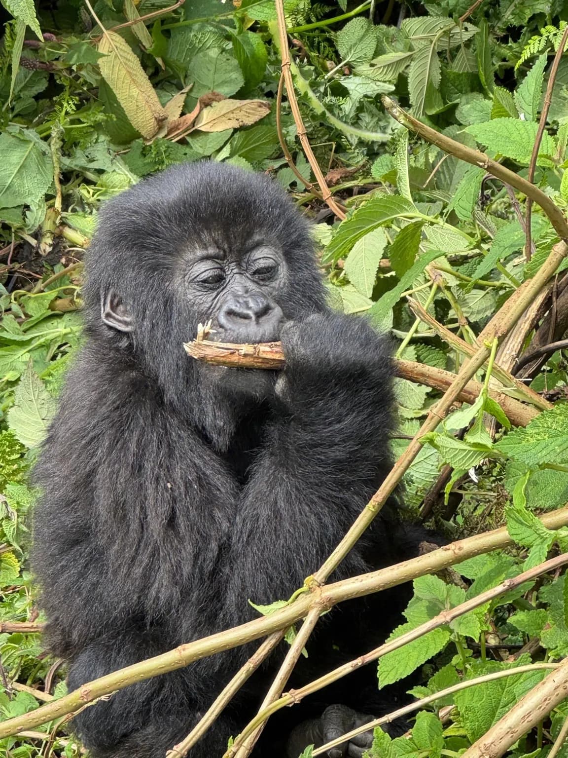 A gorilla feeding among green forest leaves