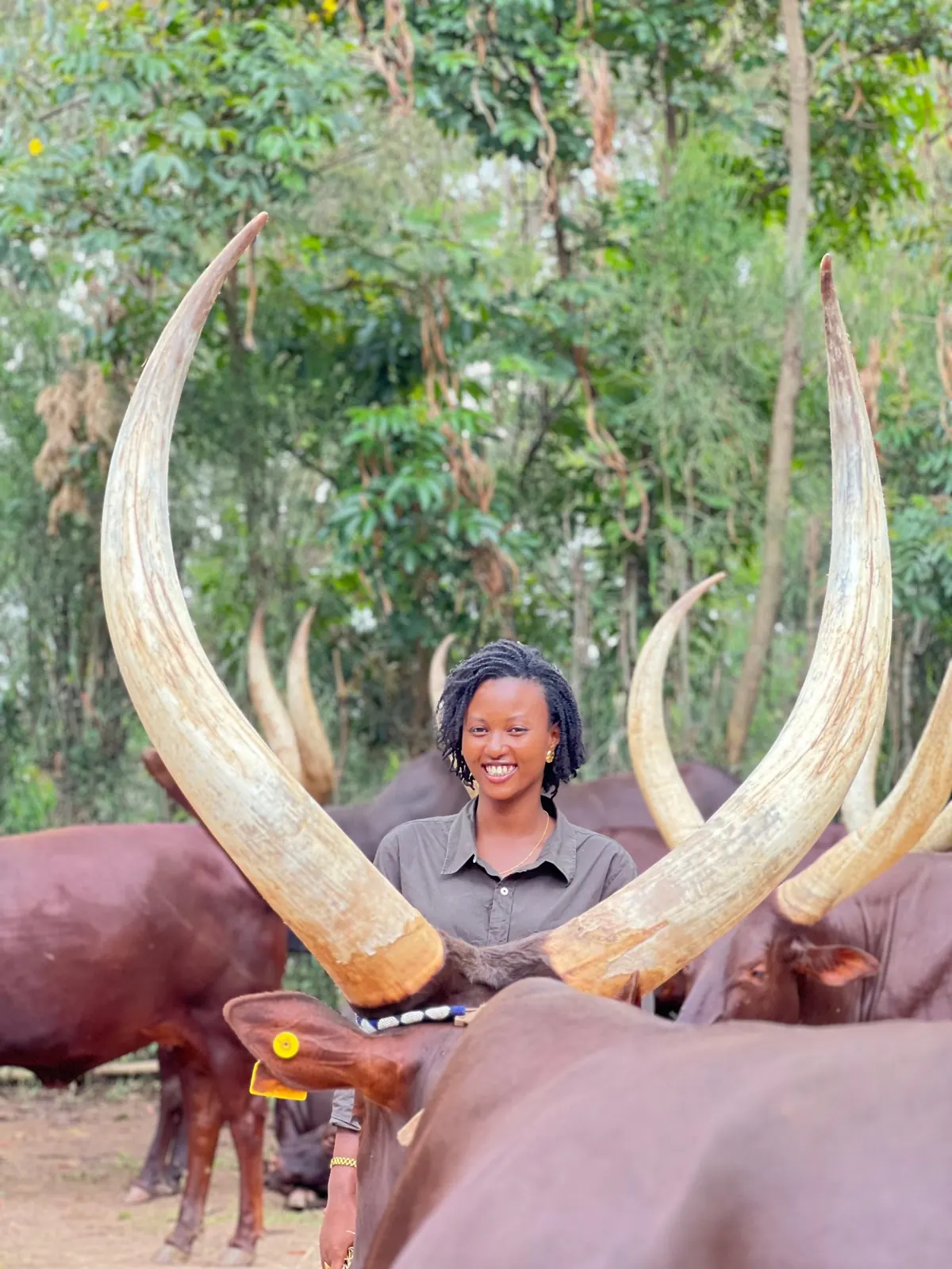 A visitor beside traditional long-horned Inyambo cattle