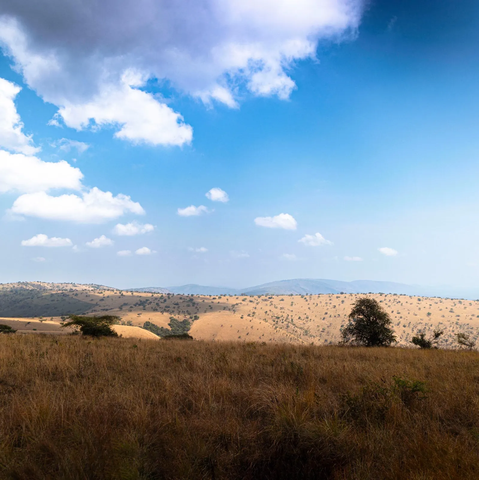 Open savannah and rolling hills beneath a blue sky