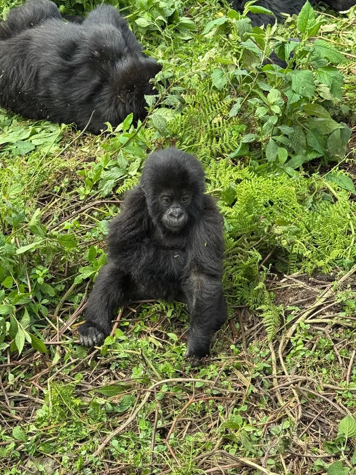 A young gorilla sitting among green forest plants