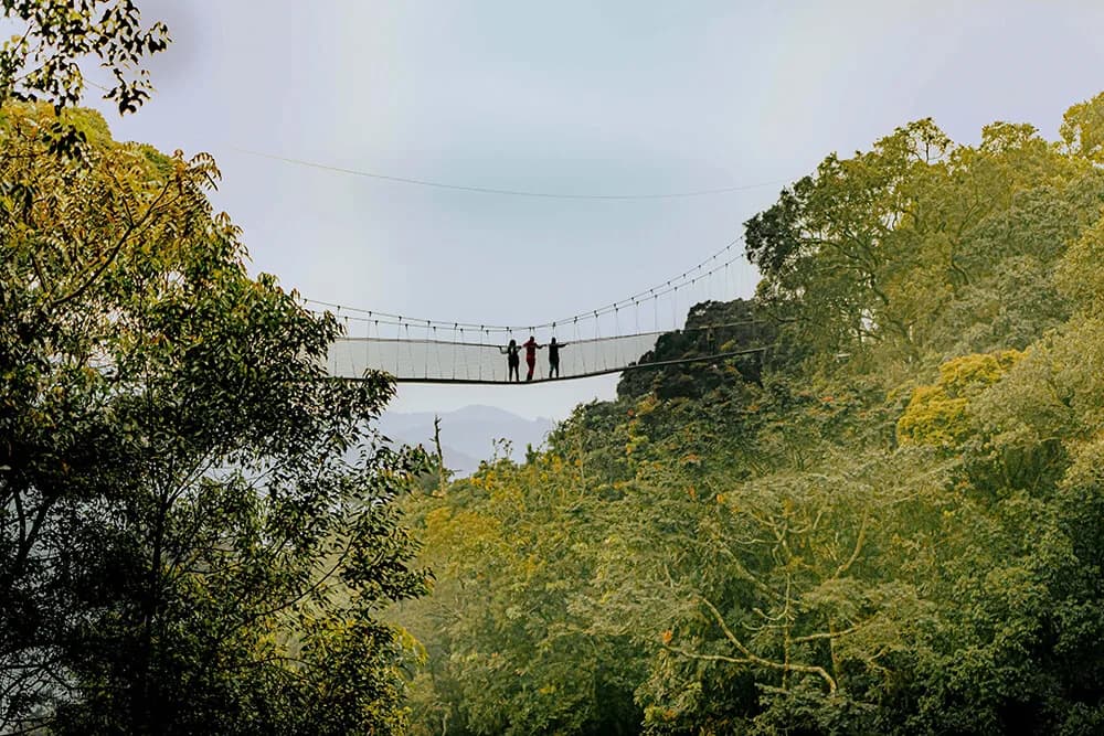 Visitors on the canopy walkway in Nyungwe forest