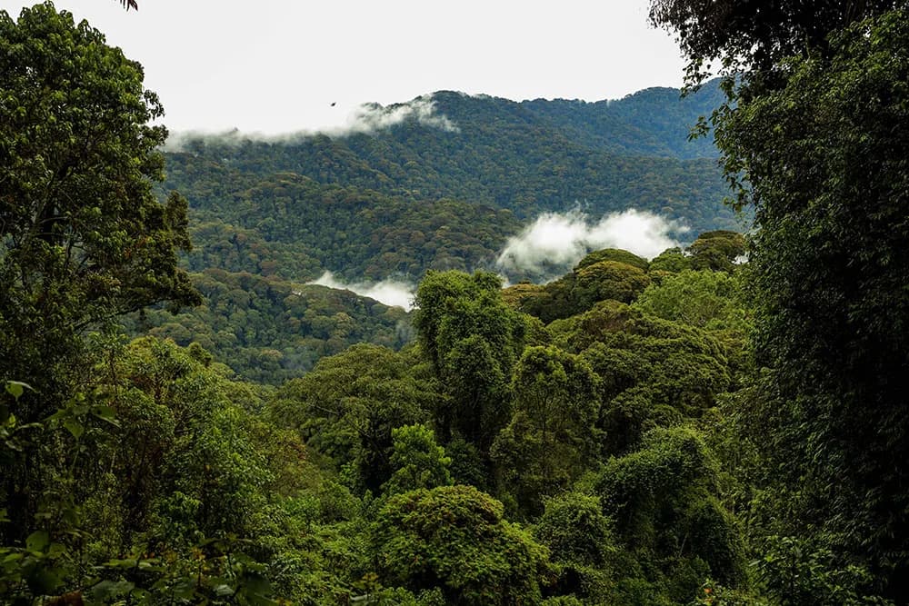 Mist above the green hills of Nyungwe rainforest